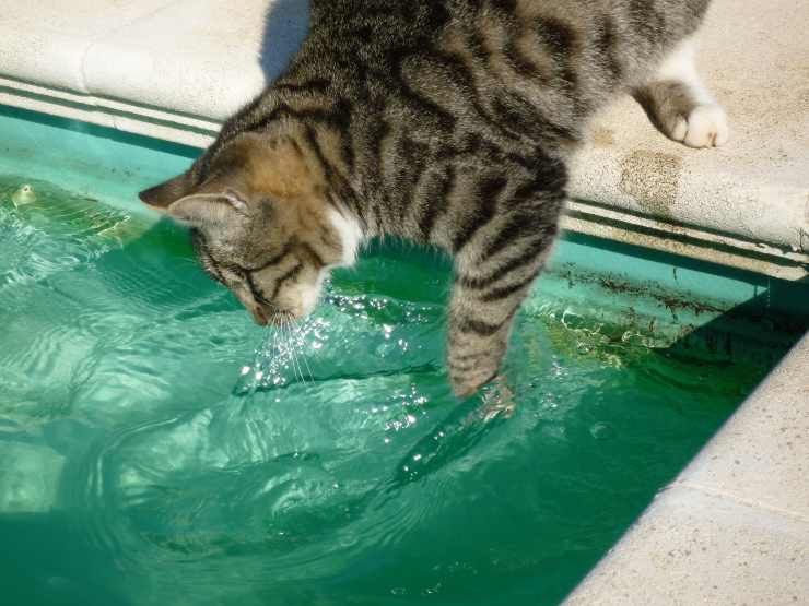 El comportamiento del gato.