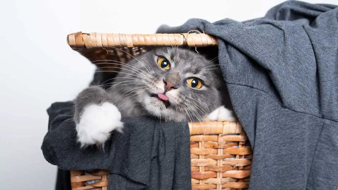 Al gato le gusta la ropa sucia: qué hace y todas las causas - Vida con  Mascotas ▷➡️