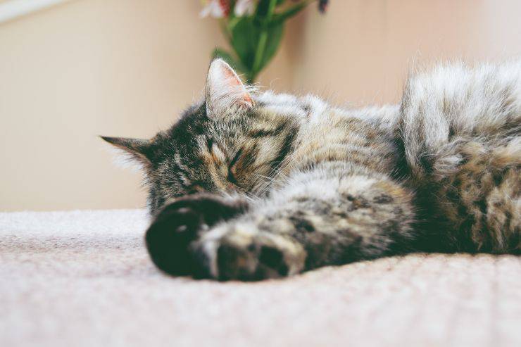 Enfermedad en el felino
