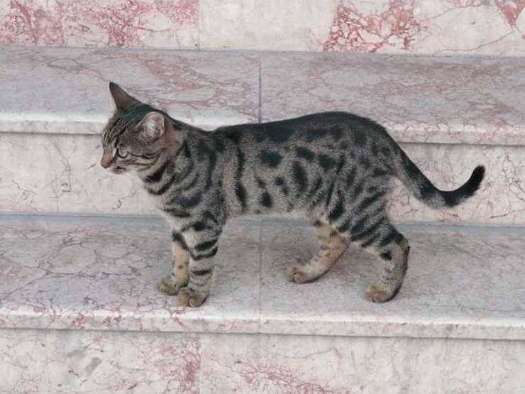 gatito escaleras
