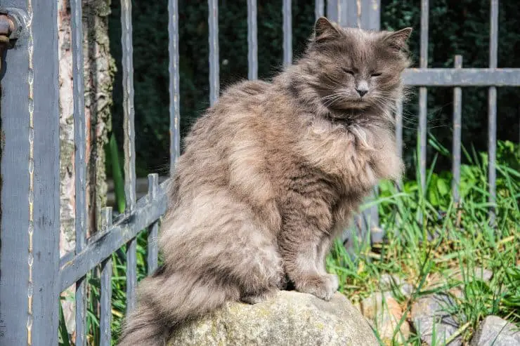 asiático de pelo largo
