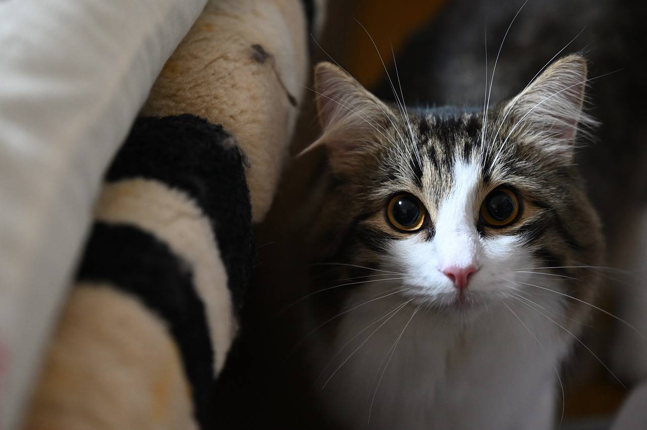 gatito