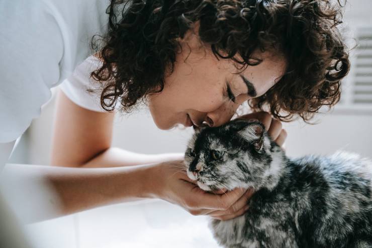 Razas de gatos que quieren contacto humano