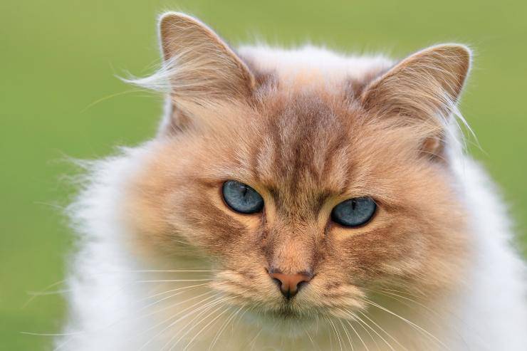 gatita muy cariñosa