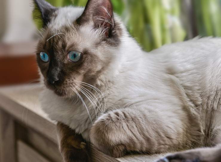 Felino descansa en casa