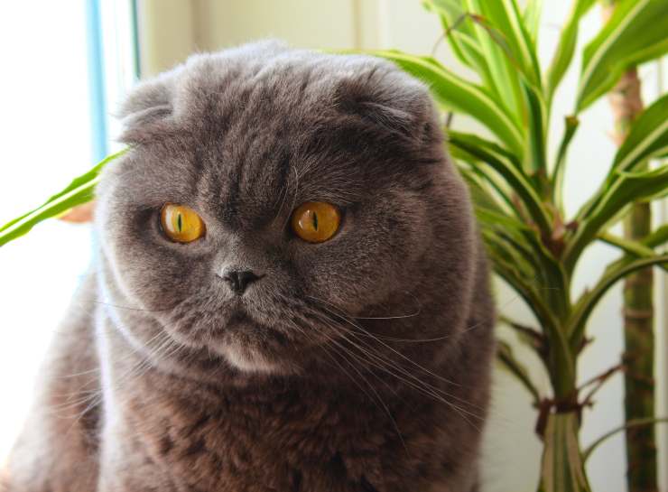 Razas de gatos que quieren contacto