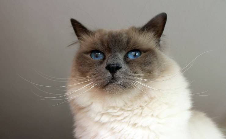Felino observa con curiosidad