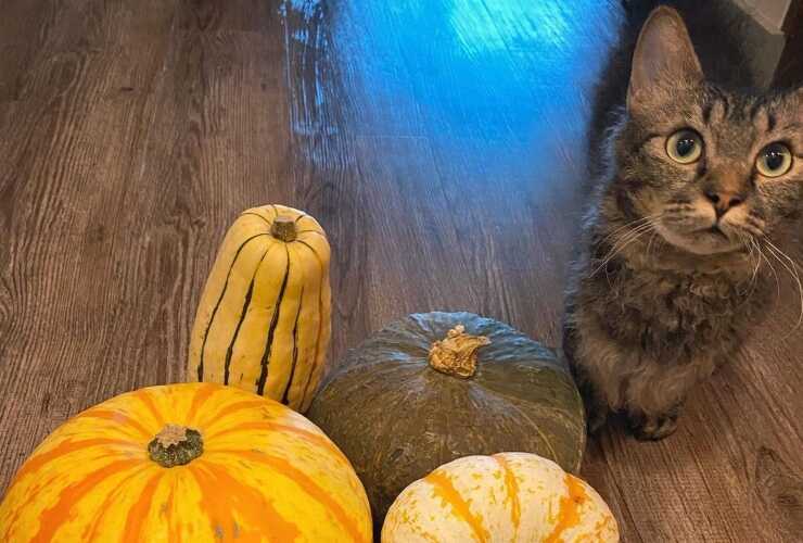 gato skookum