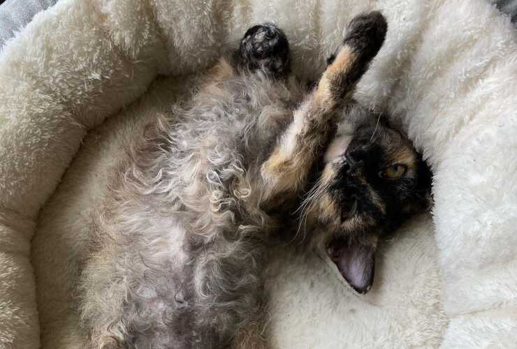 gato skookum