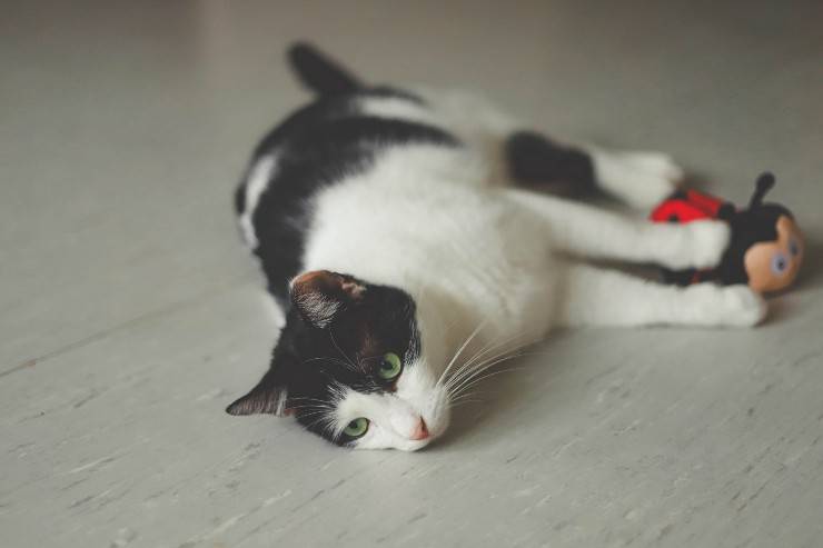 El comportamiento del gato.