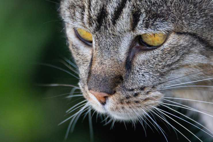 Trastornos nasales felinos