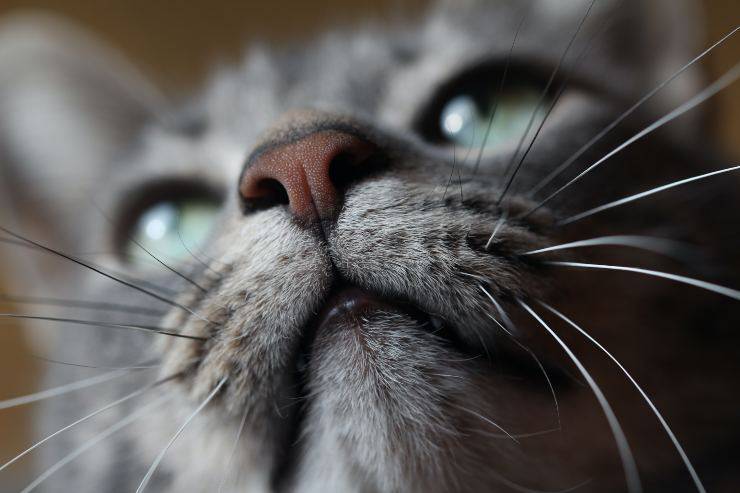 Problemas de nariz en gatos