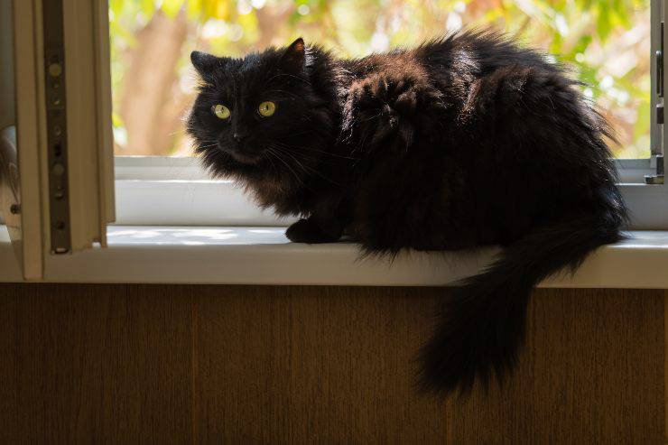gato tiffany