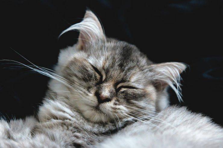gato se rasca las orejas