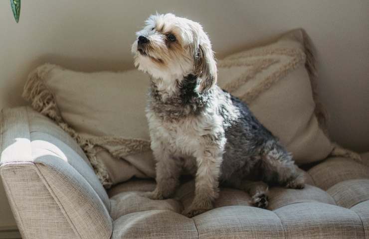 Pelo de perro en el sillón