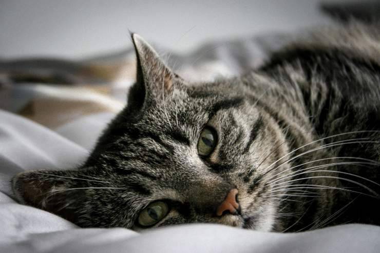 El felino con leucocitosis