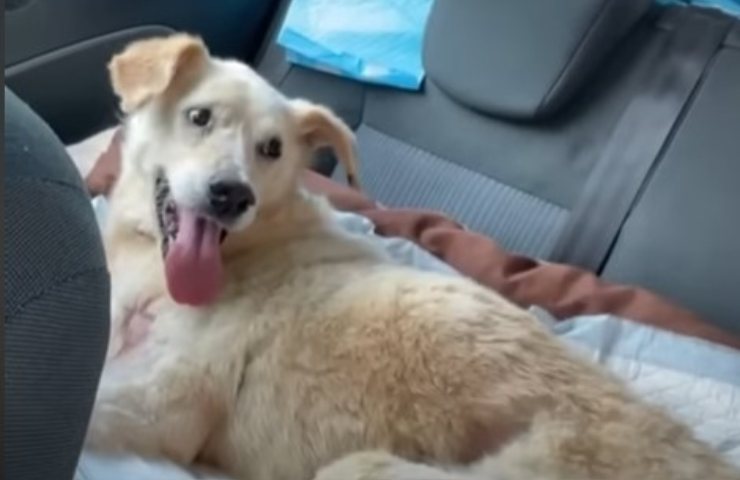 el perro se queda en la perrera de por vida