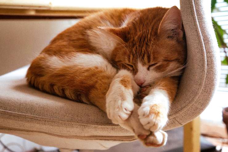 comportamiento felino