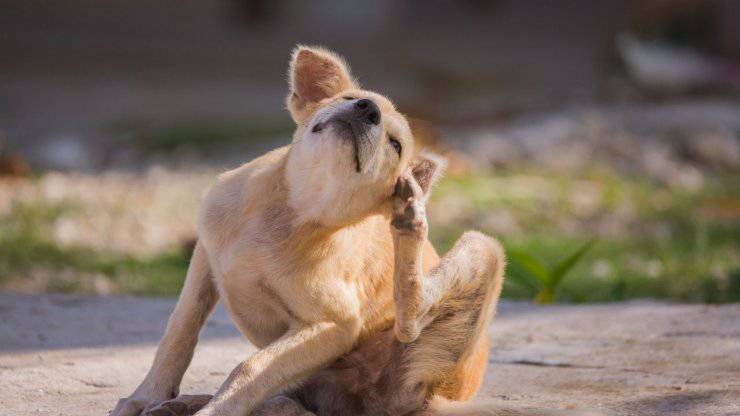 Arañazos de perro