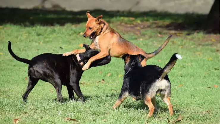 perros jugando