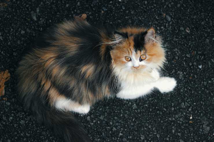 Razas de gatos parecidos a leones