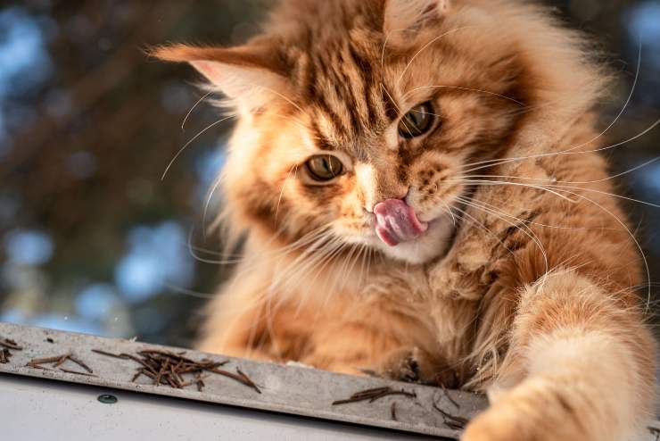 el felino esta cazando