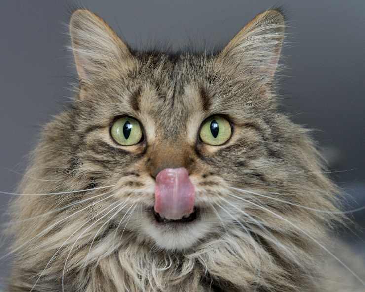 Gatos que son similares a los leones.