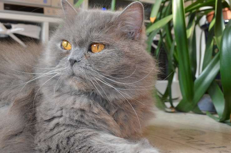 Peludos que parecen leones