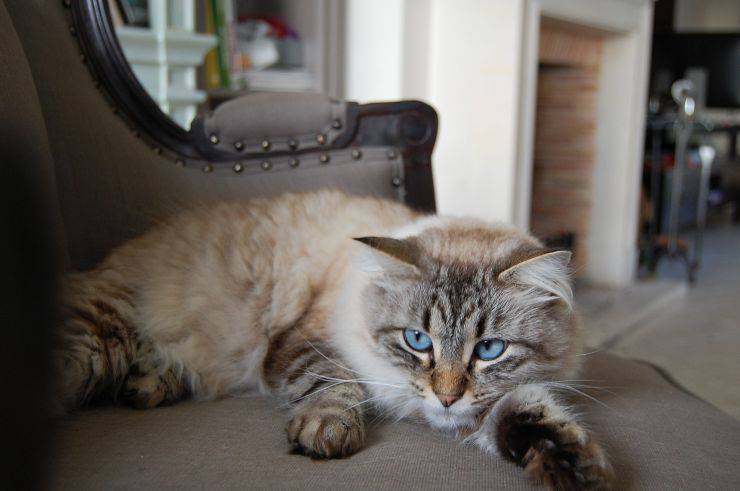 Kitty descansa en el sillón