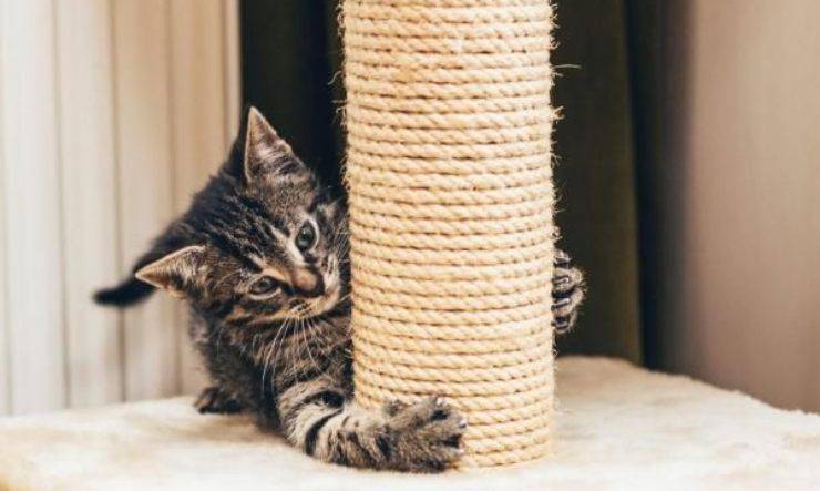 el gato araña el rascador