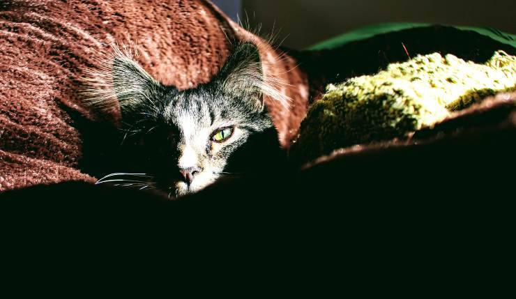 El felino nos molesta por la noche
