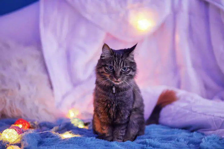 El comportamiento del gato.