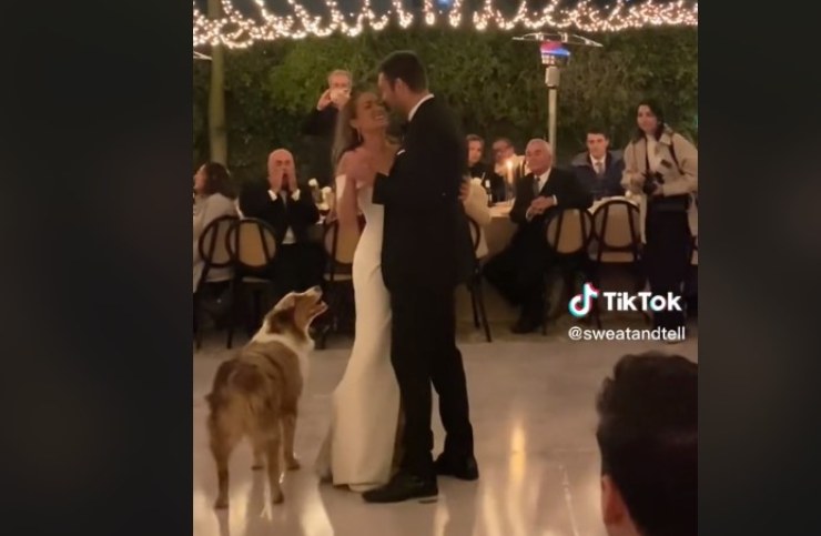 perro primer baile de bodas