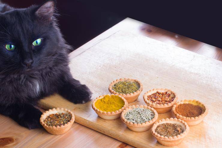 Gato y cúrcuma