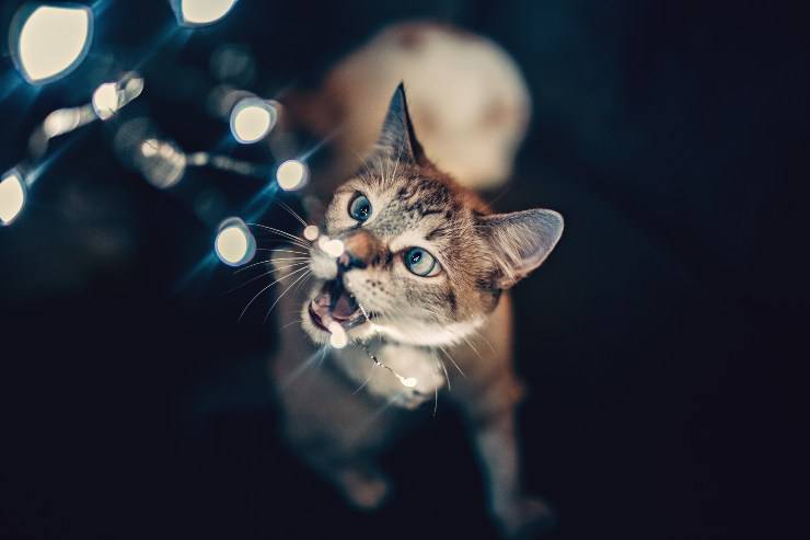 Evita que tu felino mastique los cables