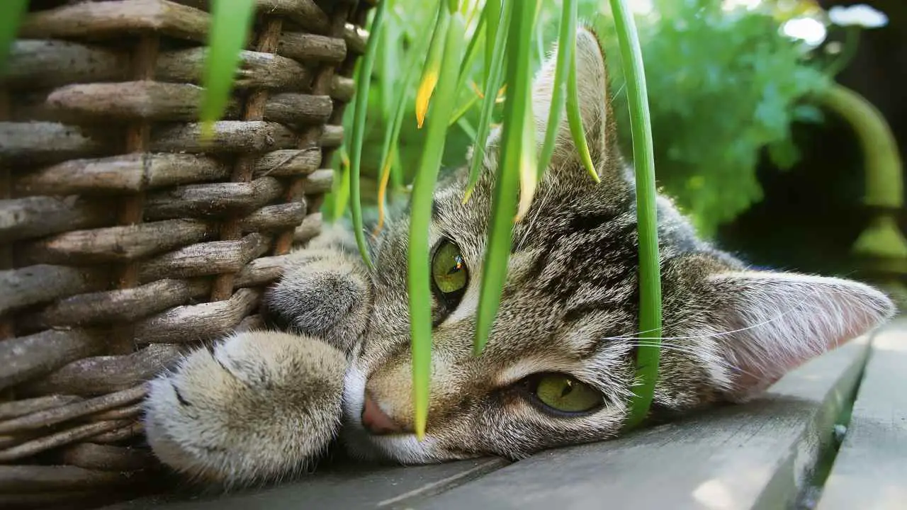 El gato se comió las hortensias: lo que es importante saber - Vida con ...