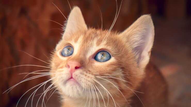 Curiosidad de los gatos machos