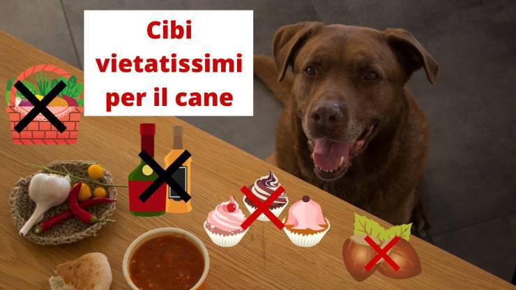 Alimentos que absolutamente no debes darle a tu perro