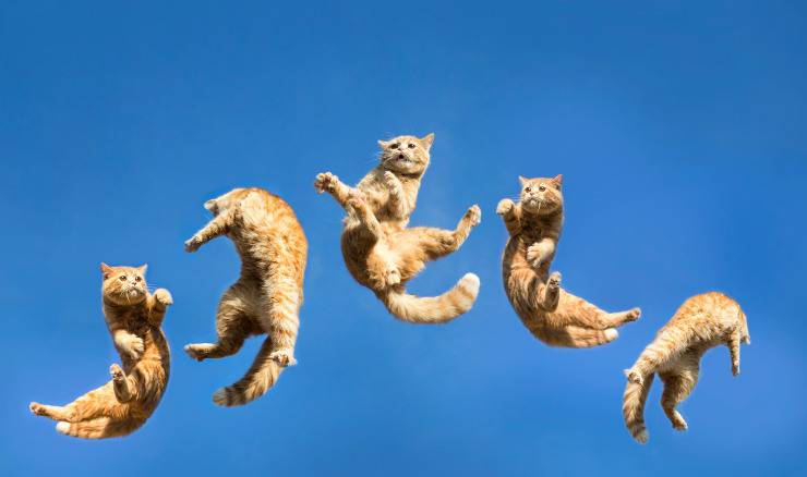 actividad fisica en el gato