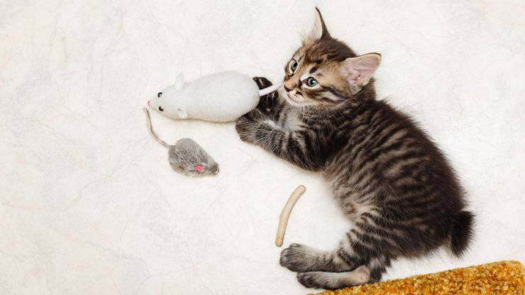 Adopta Bobtails coreanos