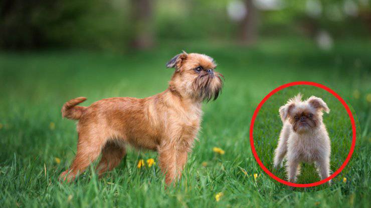 adoptar al grifón de bruselas