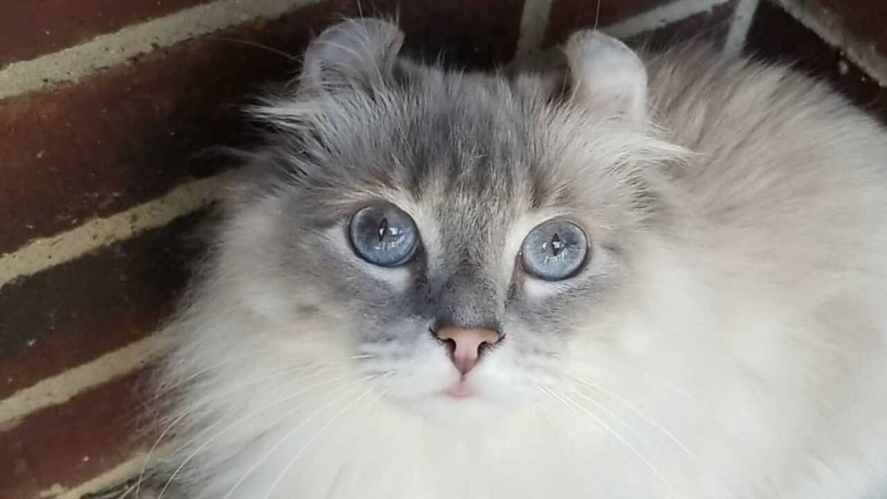especímenes de kinkalow adoptar kinkalow