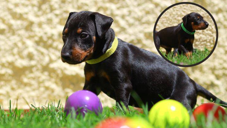 terrier de manchester