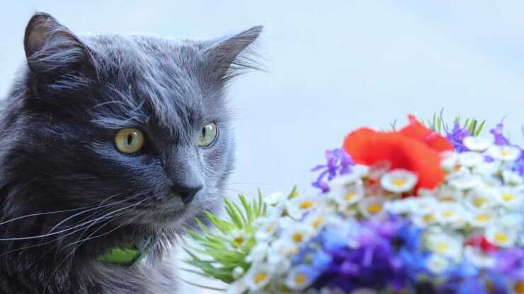 adoptar nebelung