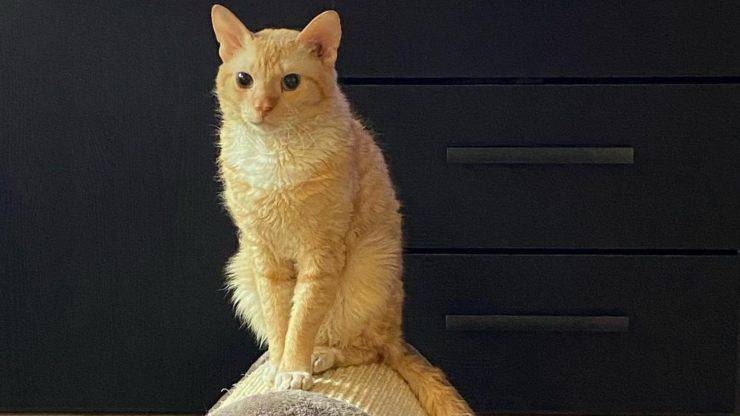 Adopta a Ural Rex