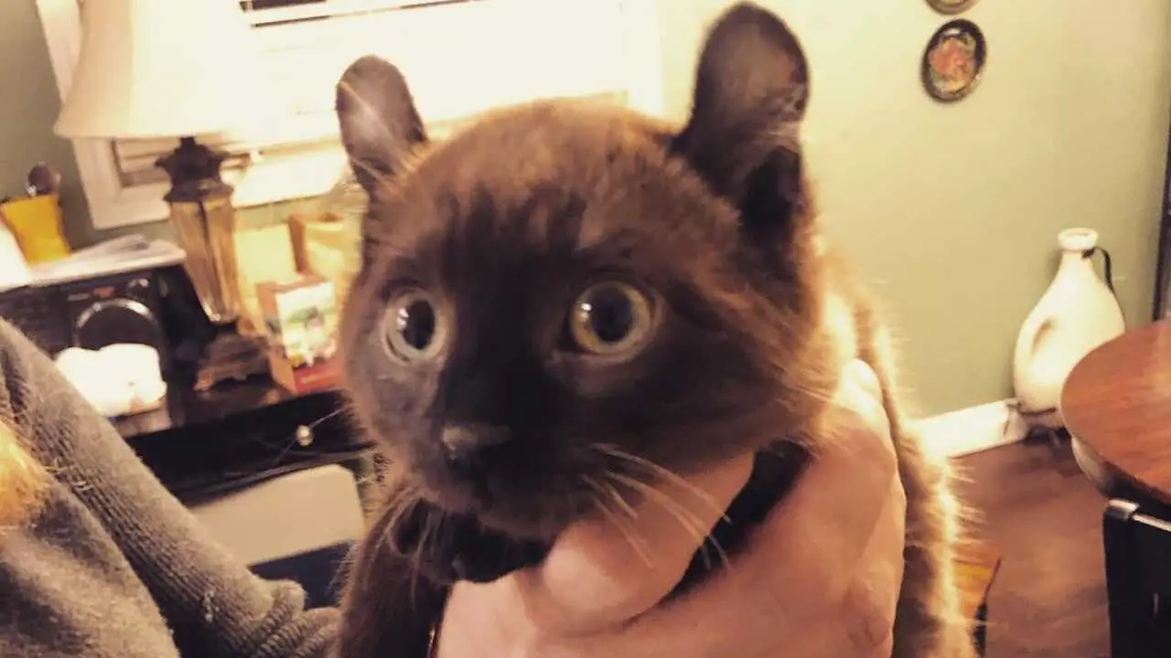 adoptar gato montañés