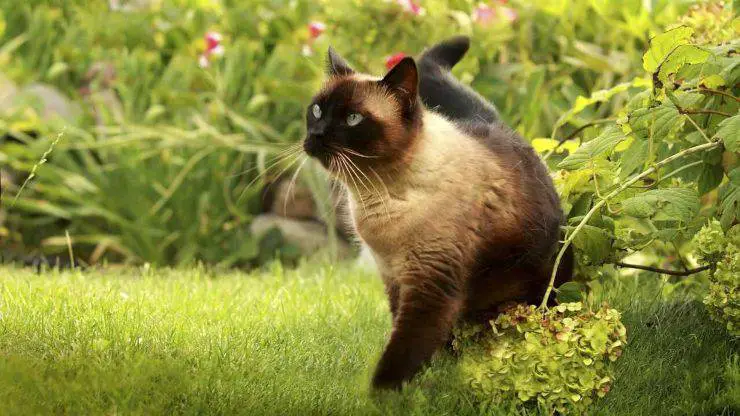 enfermedades-gatos-siameses-comunes_optimizado (1)