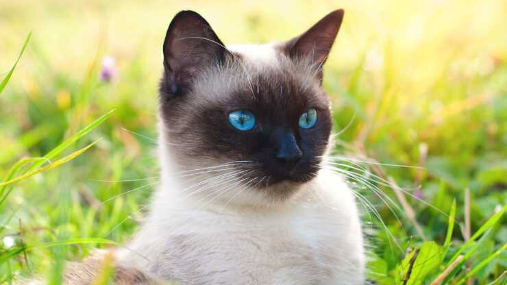 adoptar raquetas de nieve