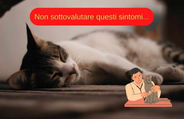 Síntomas que no deben subestimarse en gatos