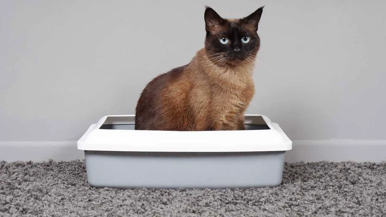 Gato siamés dentro de la caja de arena Alfombrillas de baño para gatos